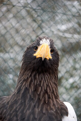 face portrait close up of a sea eagle