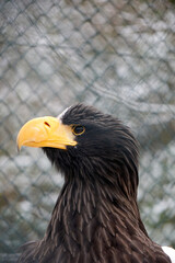 face portrait close up of a sea eagle