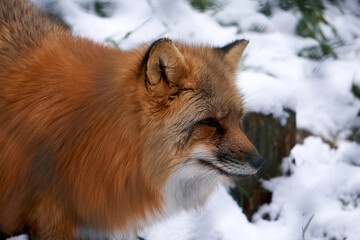 close up of a fox in winter