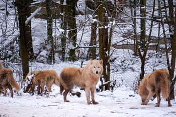 polar wolves in winter forest