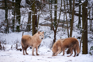 polar wolves in winter forest