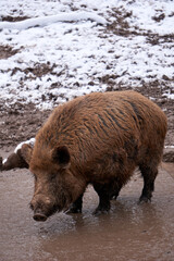 close up of a wild boar