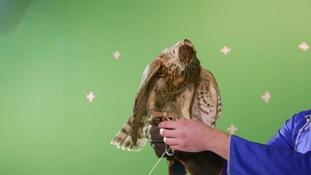 Hunter holding gracious goshawk takes note of bird mail from hawk paws. Fowler wearing leather glove catches wild bird and ends successful hawk hunting