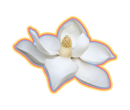Magnolia Flower Digital İmage