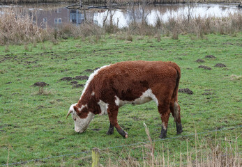 A red-white Hereford cow grazing. She stands on the floodplains of the Vecht near Hardenberg, the Netherlands