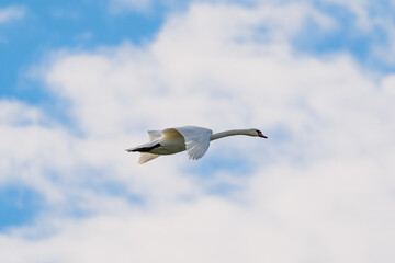 Fototapeta premium Swan in the sky