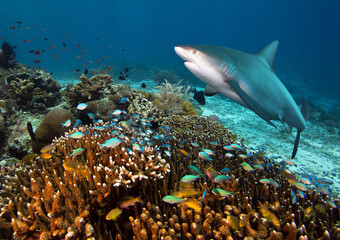 Coral reef with small fish and shark.