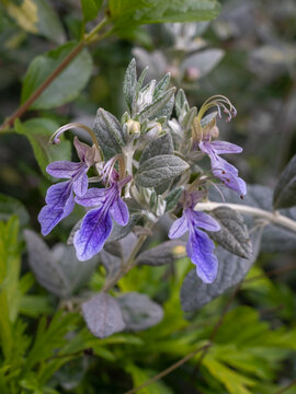 Closeup view of purple blue flowers and silver foliage of teucrium fruticans shrub aka tree germander or shrubby germander outdoors in garden