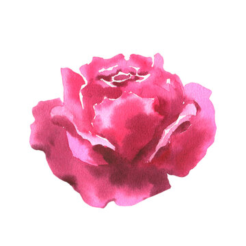 Pink, viva magenta rose on a white background. Watercolor rose painted by hand with a dry brush. Good for gift paper, wedding decor or card making.