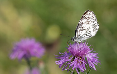 lose-up of a Marbled White (Melanargia galathea) sitting on a purple flower in nature. The background is bright.