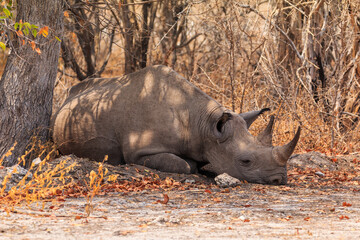 White rhino in natural habitat in Etosha National Park in Namibia.