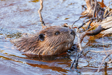 Wild beaver in river wilderness