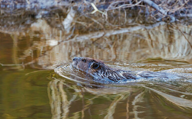 Wild beaver in river wilderness