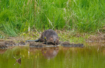 Wild beaver in river wilderness