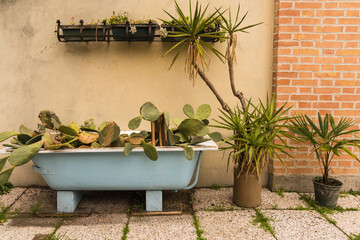 Old blue bathtub used as planter with plants and cactus 