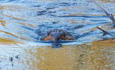 Wild beaver in river wilderness