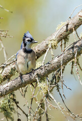 Adult blue jay on forest tree