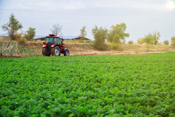 Obraz premium Red tractor rides along a green field with growing vegetables