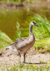 baby Canadian goose gosling on grass