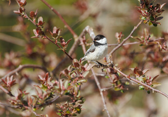 Black capped chickadee on tree branch