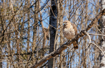 Copper's hawk hunting from tree branch