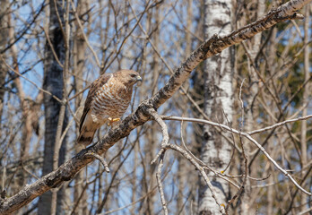 Copper's hawk hunting from tree branch