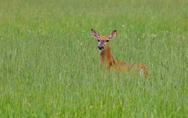 Female doe white-tailed deer in wildflowers 