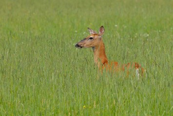 Female doe white-tailed deer in wildflowers 