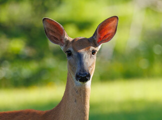 Female doe white-tailed deer in wildflowers 