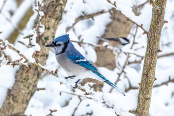 Beautiful bright blue jay bird perched in snow covered ginkgo tree in winter