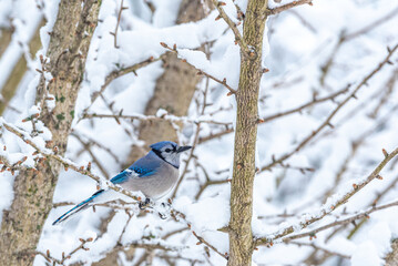 Blue Jay bird perched on snowy bare tree branch in winter