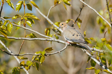 Morning dove perched in tree
