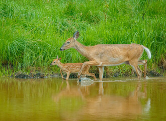 White tailed deer fawn and doe