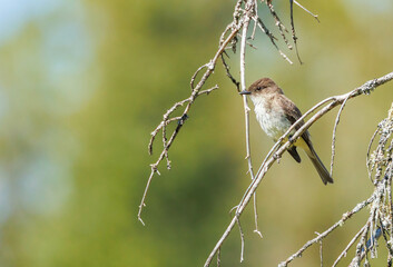 Phoebe flycatcher hunting from branch