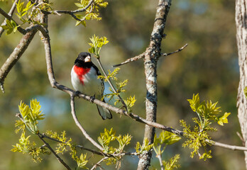 Male rose breasted grosbeak on tree branch 