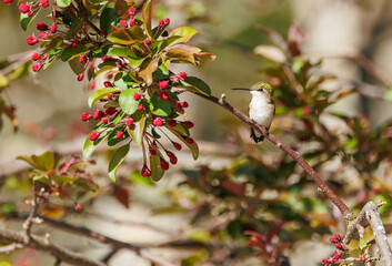 Female Ruby-throated Hummingbird on tree branch 