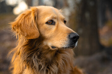 a golden dog portrait at sunset