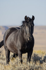 Wild Horse in Autumn in the Wyoming Desert