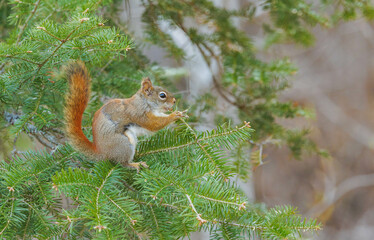Naklejka na ściany i meble Red fox squirrel eating berries in tree