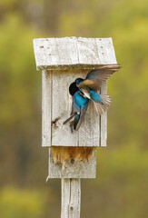 Blue barn shallows in nest
