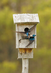 Blue barn shallows in nest