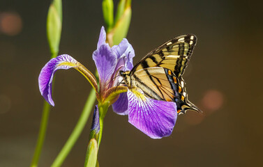 Tiger swallowtail butterfly and purple iris