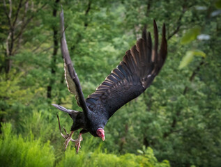 A turkey vulture closeup in a falconry in saarburg, copy space