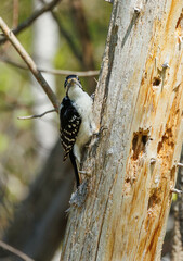 Hairy woodpecker on tree trunk 