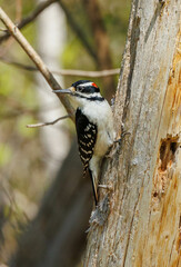 Hairy woodpecker on tree trunk 