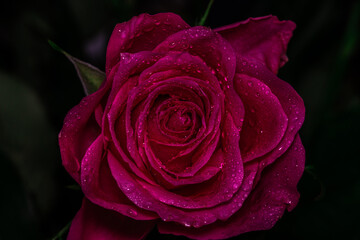 Dew drops on the red rose with dark black background, closeup.