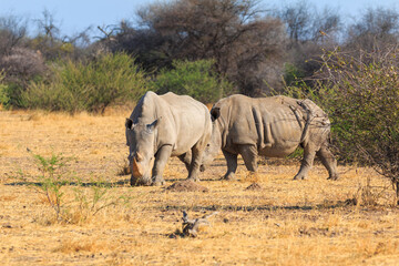 Fototapeta premium White rhino in natural habitat in Waterberg Plateau National Park in Namibia.