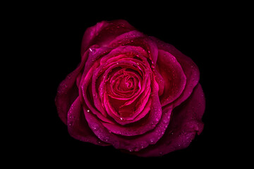 Red rose with water drops. Beautiful flower isolated on black background, closeup.