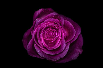 Pink rose with water drops. Beautiful flower isolated on black background, closeup.