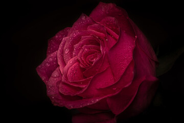 Fototapeta premium Beautiful red rose on the black background. Droplets of water. Closeup.